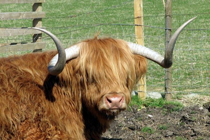 Highland Cow